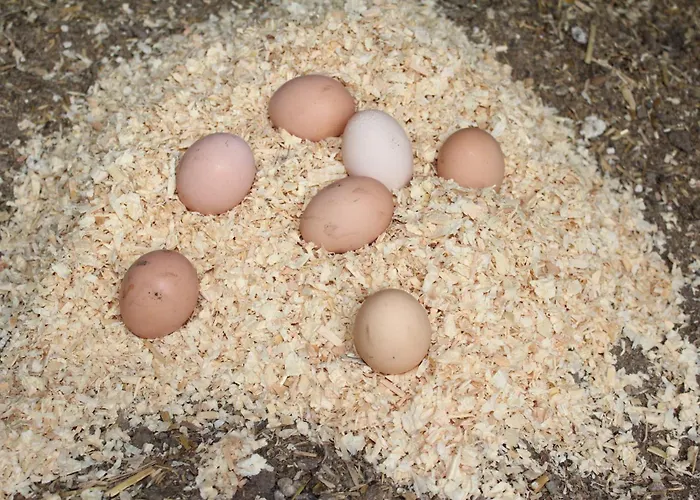 Family Nest * Ottawa